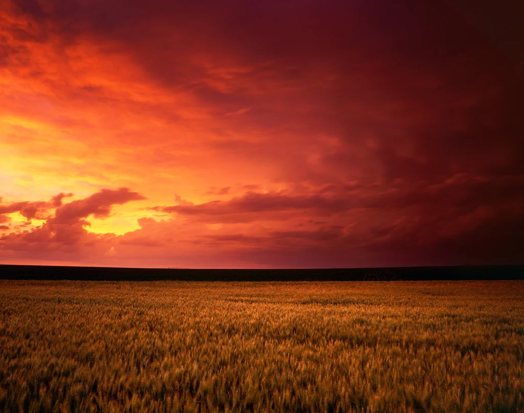 Wheat and Storm