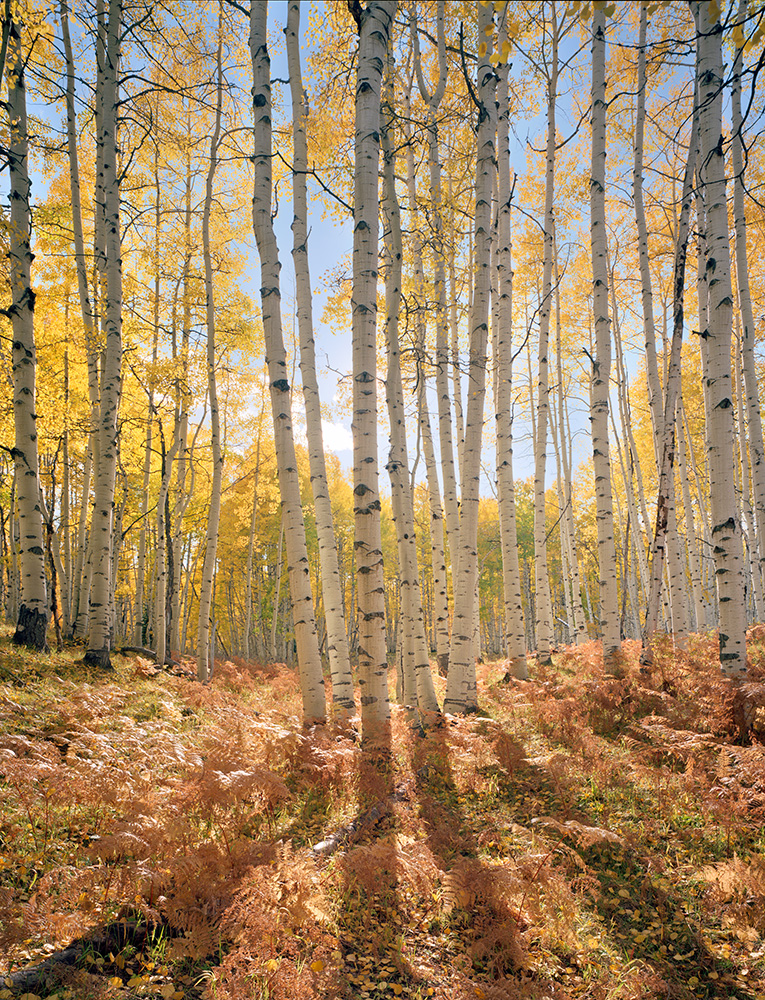 "Glowing Aspen" - Ektar 100 4x5, 75mm Lens - 1/8th second at f32, no filters.