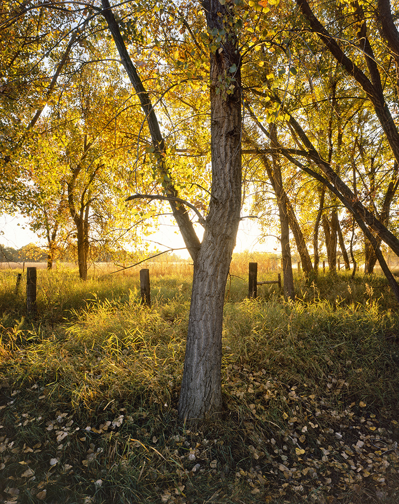"Glowing Cottonwood" - Provia 100f 4x5, 75mm lens - 1 second at f32, no filters.