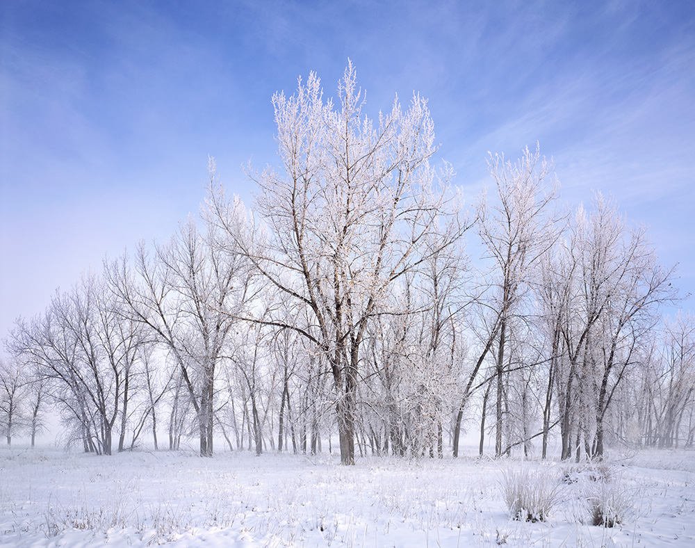 "Cottonwood Frost" - Provia 100f 4x5, 90mm lens. 1/2 second at f32, no filters