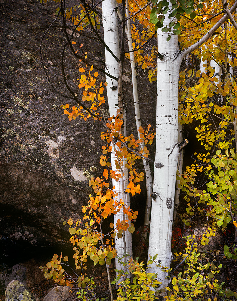 "Aspen and Boulder" - Velvia 50 4x5, 135mm lens. 10 seconds at f22, no filters.