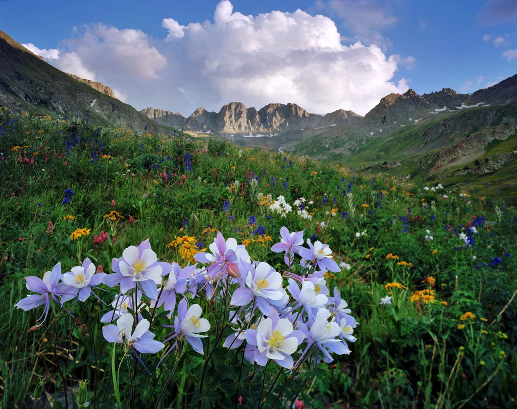 American Basin Columbine