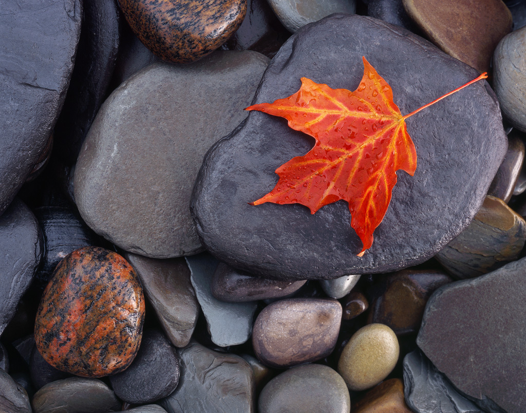 "Autumn on the Rocks" - A lone maple leaf on the wet multicolored stones of the Lake Erie shore. My favorite from my trip out east. Prints Available.