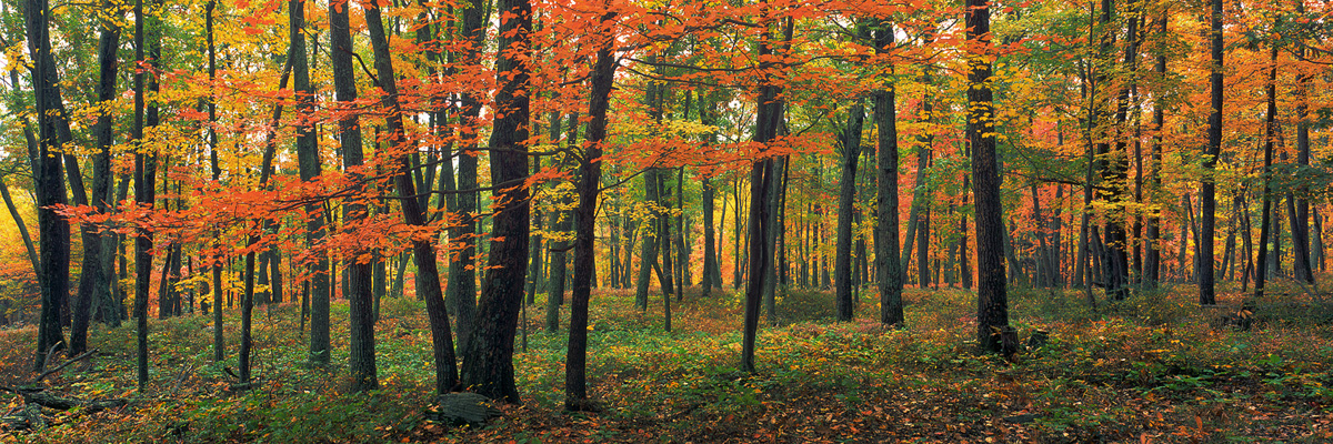 "Deep Red Autumn" - Autumn colors in the Appalachian forests of Pennsylvania. Prints Available.