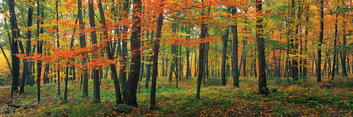 Deep Red Autumn