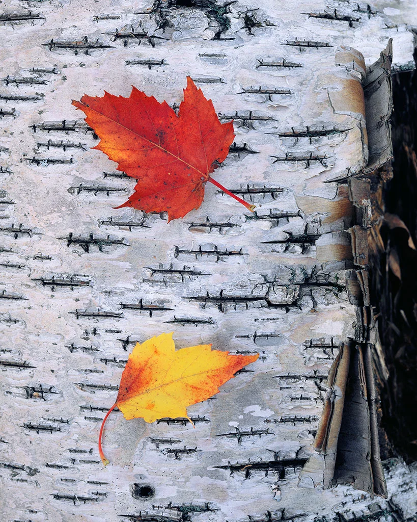 Peeling Birch and Fallen Leaves
