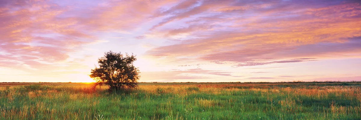 Prairie Tree Sunrise