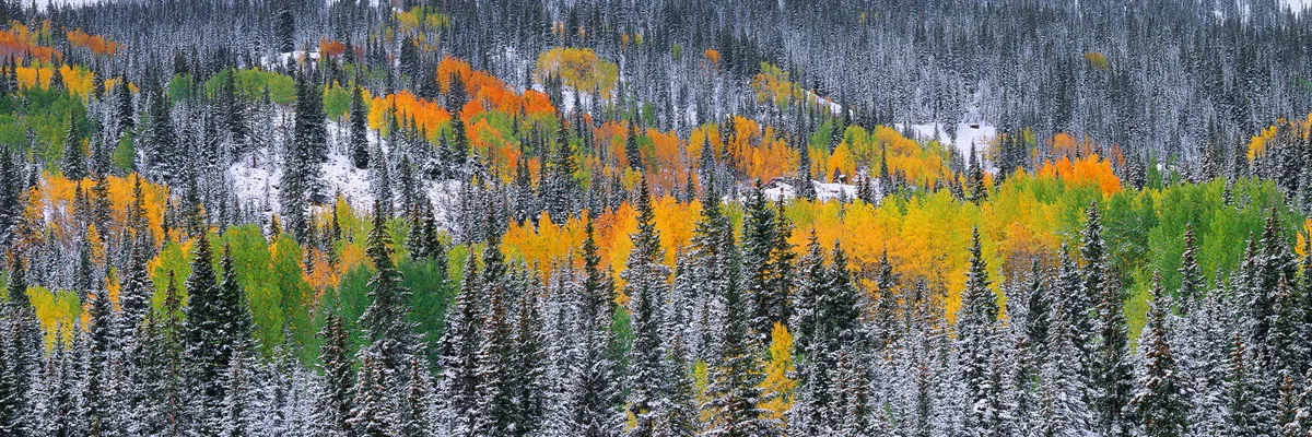 Painted Forest