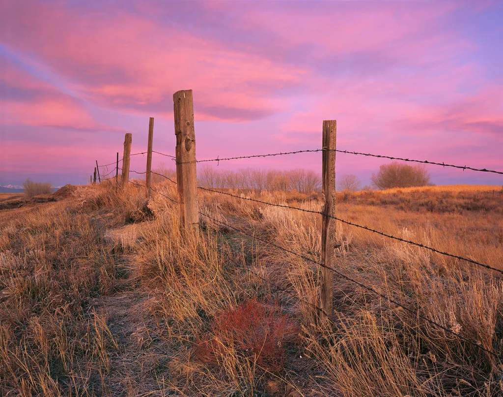 Barbed Wire Sunrise