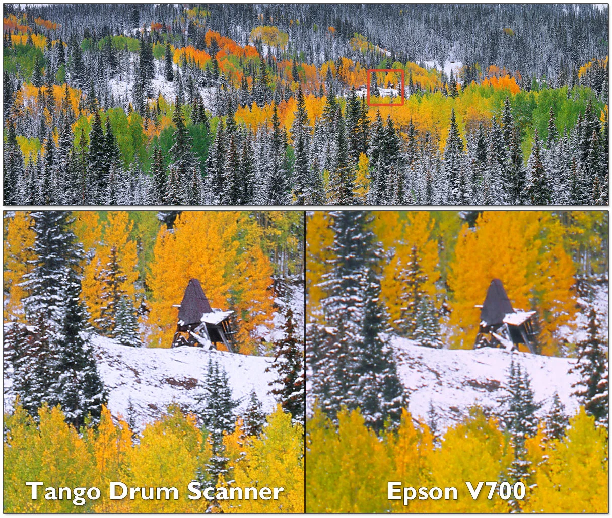 PaintedForestCompleteCompare.jpg