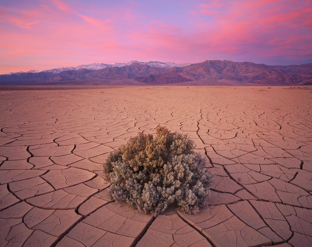 "Cracked Earth and Bush" - A lone bush stands on a huge expanse of cracked earth mud tiles. Sunrise colors pour down from the sky into the barren land. Prints Available.