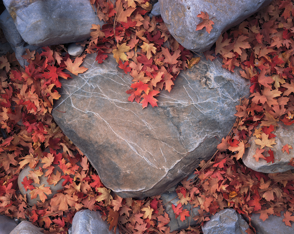 "Heart of Stone" - Fallen maple leaves fill a dry riverbed, leaving a clear shape of a stone heart emerging from the ground. Prints available.