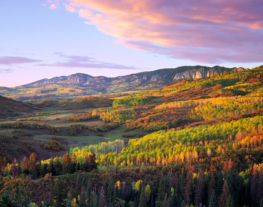 Owl Creek Aspen