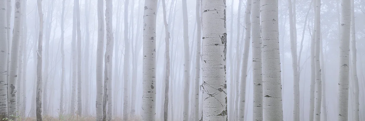 Aspen in the Fog