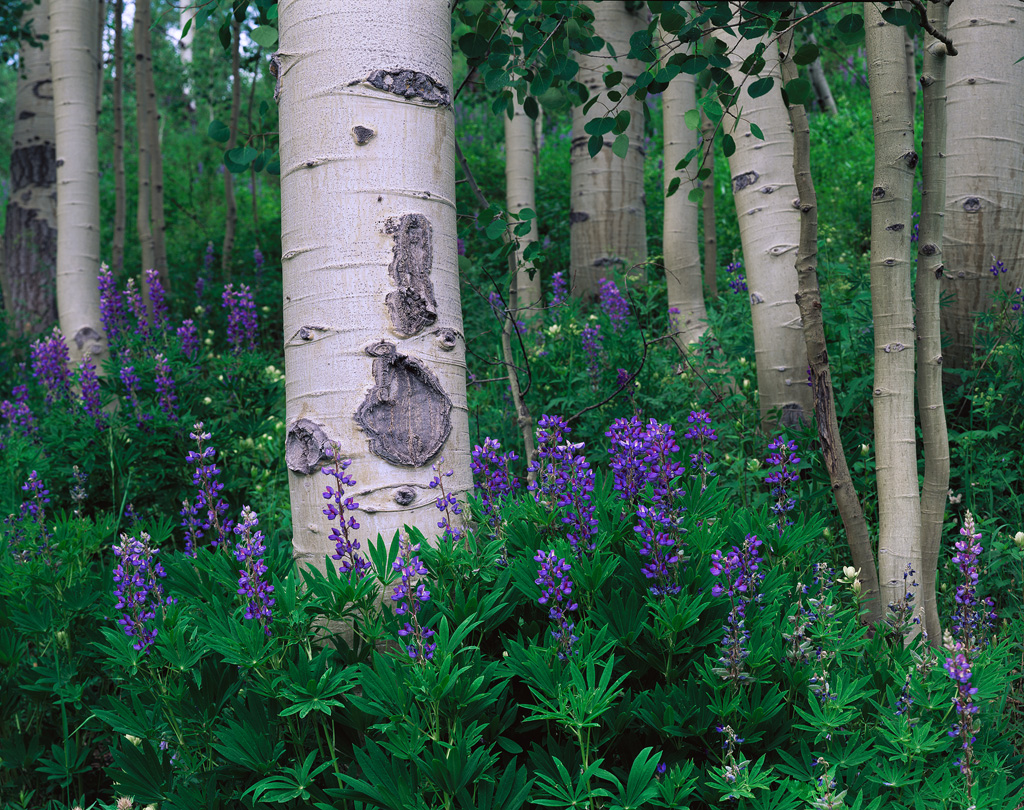 "Aspen Garden" - Aspen and lupine in central Colorado. Velvia 50 4x5, 210mm lens - 1 second at f32, no filters. Having all the camera gear stuffed into the one f-stop camera insert allows me to easily swap everything over to my day hiking bag. This is especially helpful because I often spend a couple weeks on the road, going from back and forth from backcountry treks to small day hikes. Prints Available.