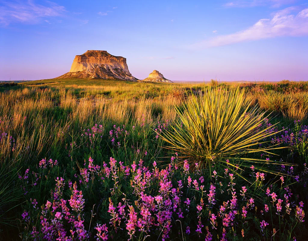 Pawnee Buttes Wildflowers