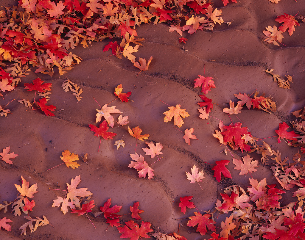 “Maple Waves” - Image created with the mk3 Intrepid 4x5 and 210mm lens on Fuji Velvia 50. The bellows has no problem extending far out for these images.