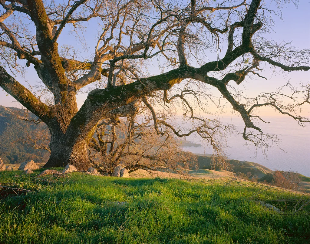 “Coastal Oak” - Massive live oak trees make for a perfect evening along the central California Coast. Prints Available