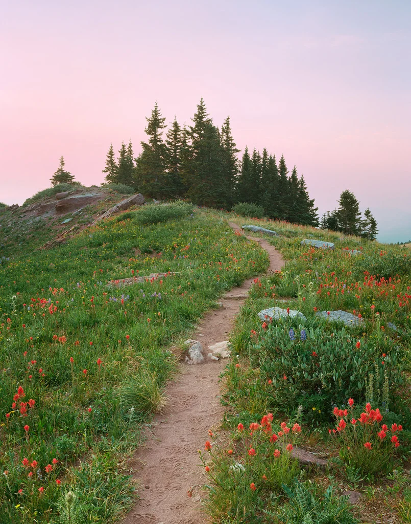 “Shrine Ridge Trail” - Flowers line a ridge-top trail in morning light. Prints Available.