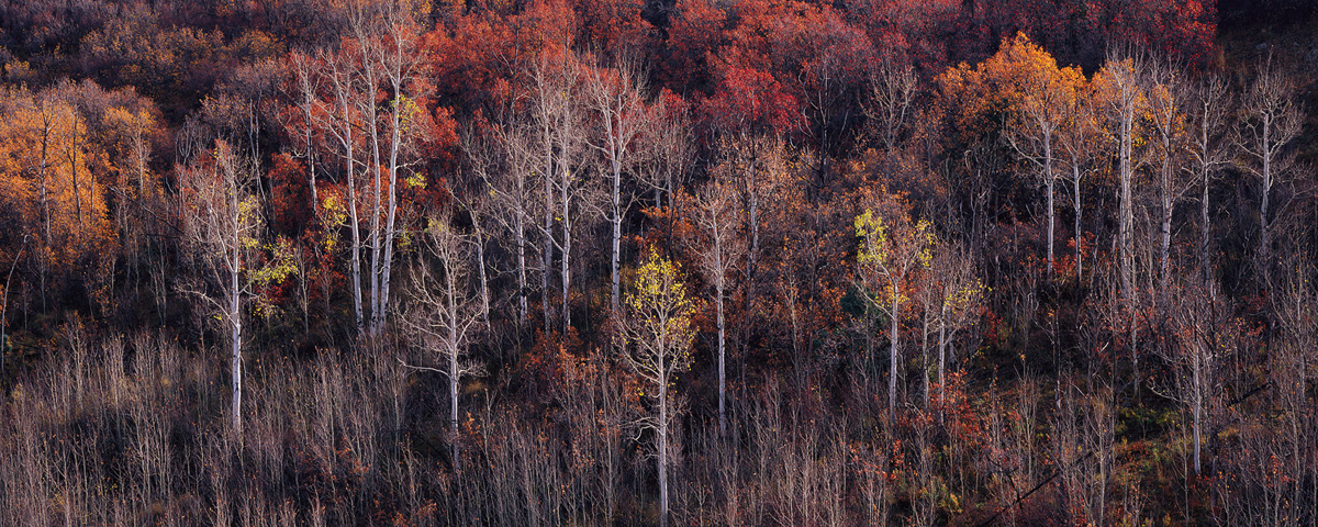 “The Remains of Autumn” - A few aspen trees hold on to the last of their golden leaves while the rest of the forest lies bare. Prints Available