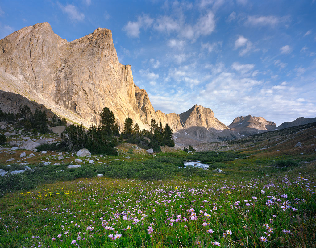 Towers and Flowers