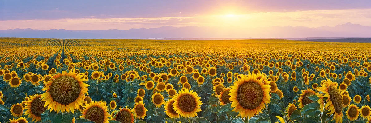 Sunflower Sunset