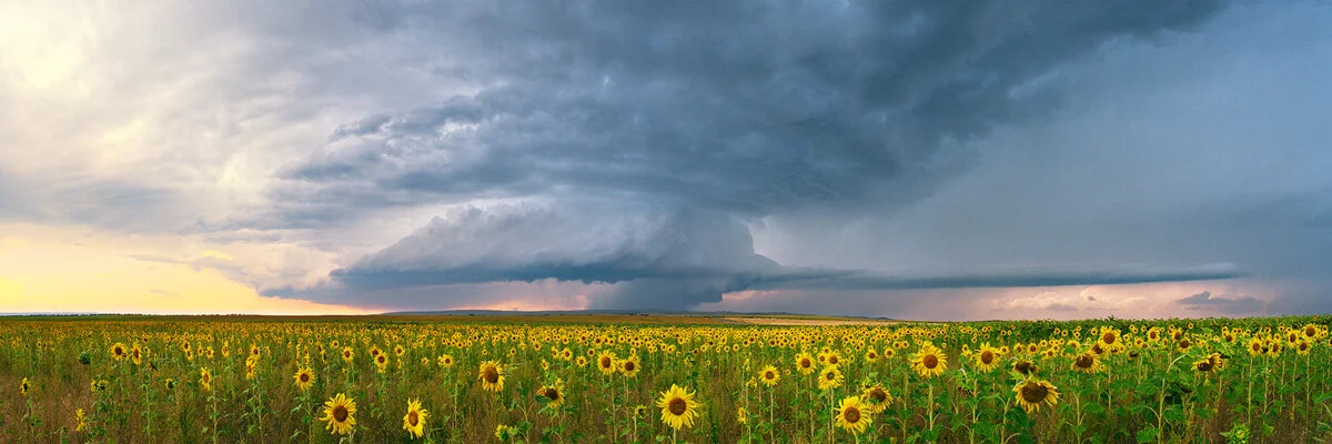 Sunflower Storm Panorama