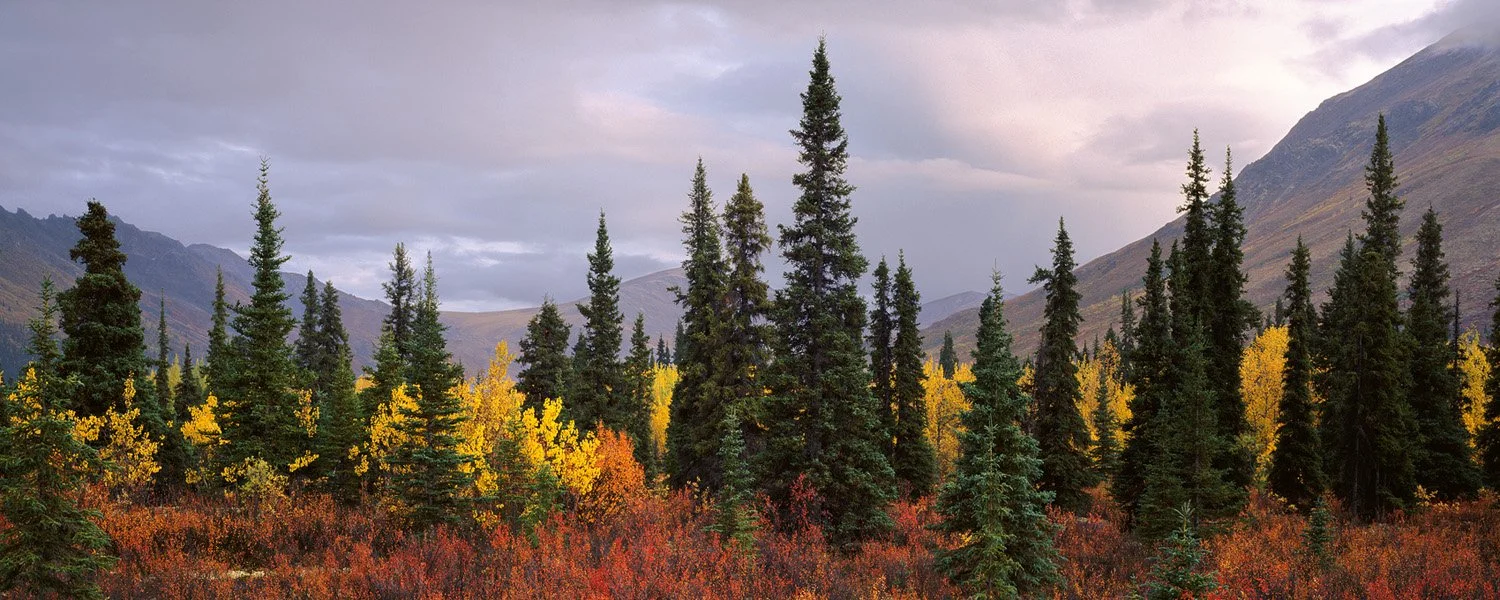 YukonSpruce.jpg