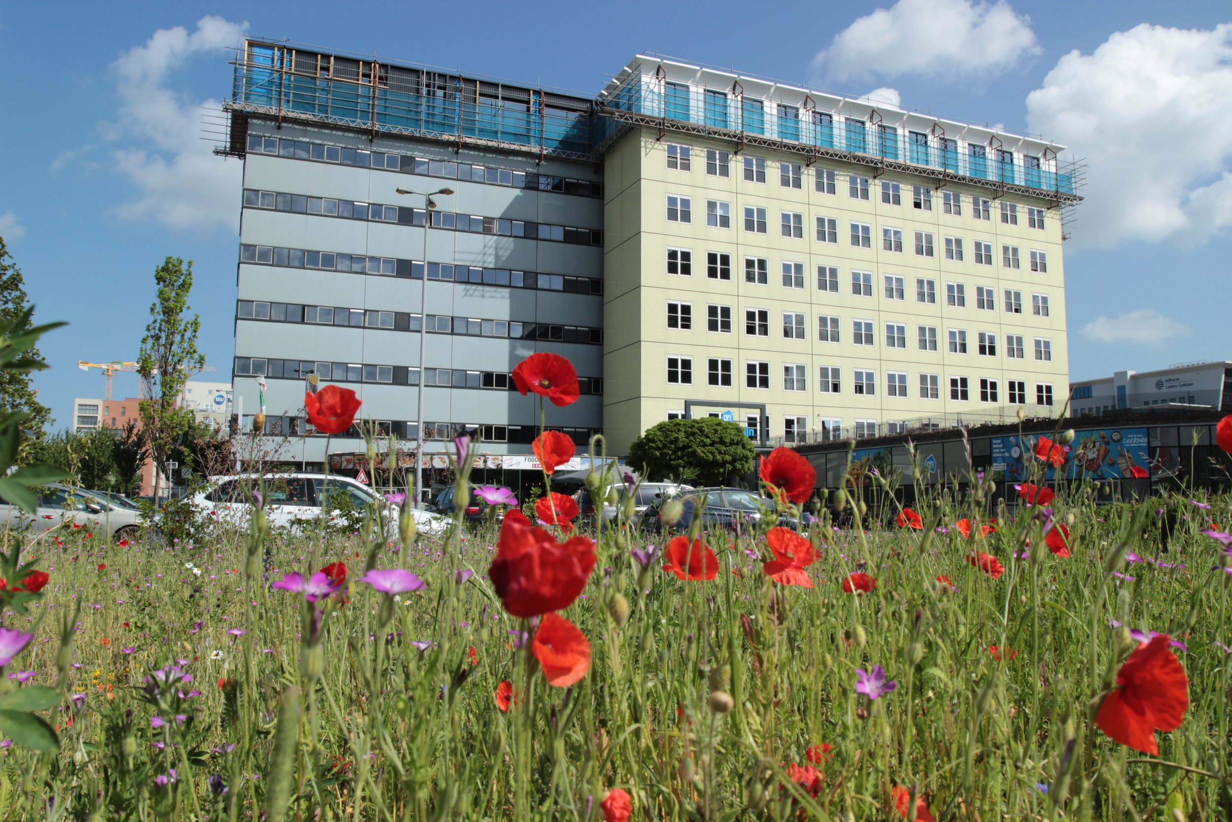 Zaandam, The Netherlands 📷 May 2022
