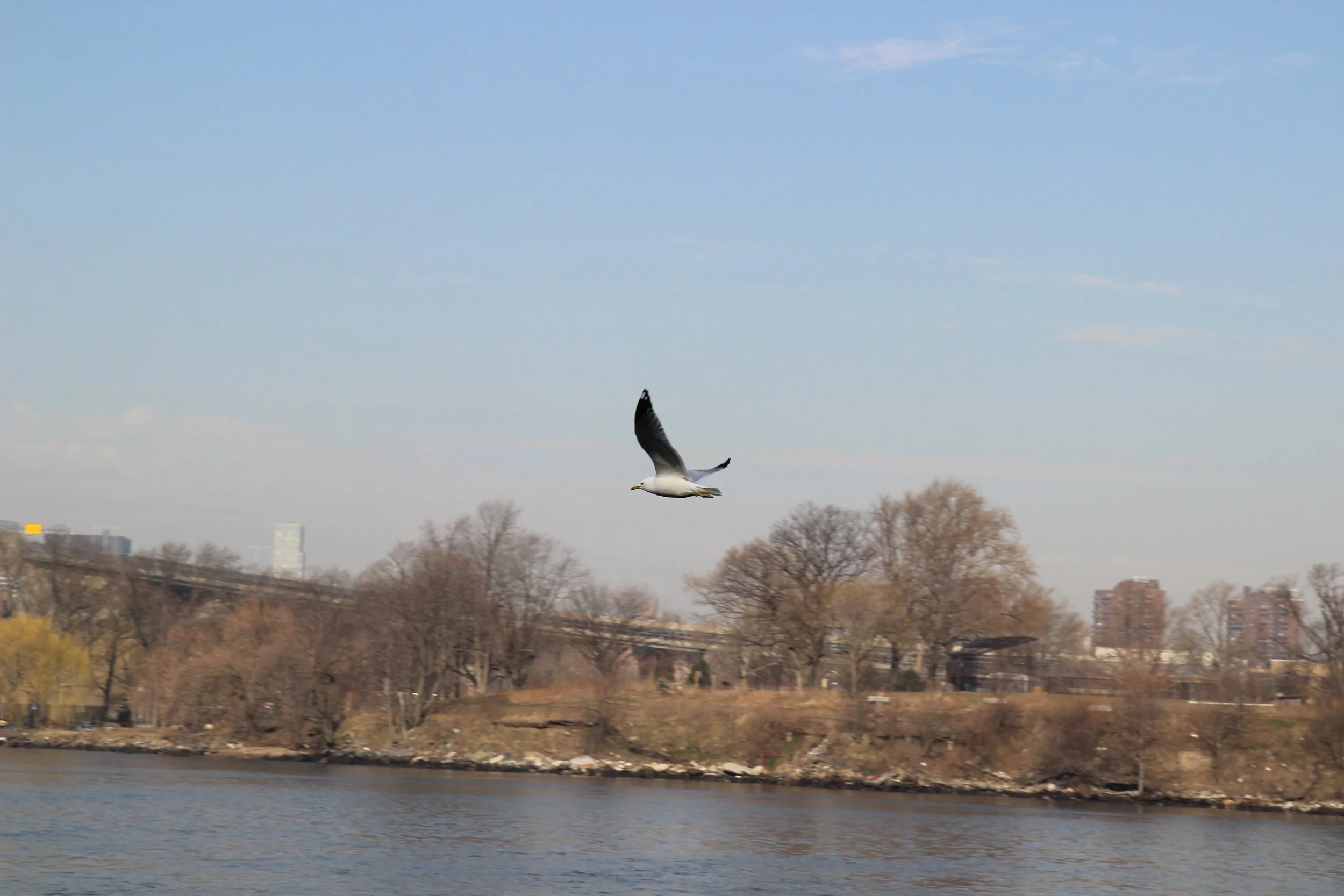 New York City 📷 March 2022