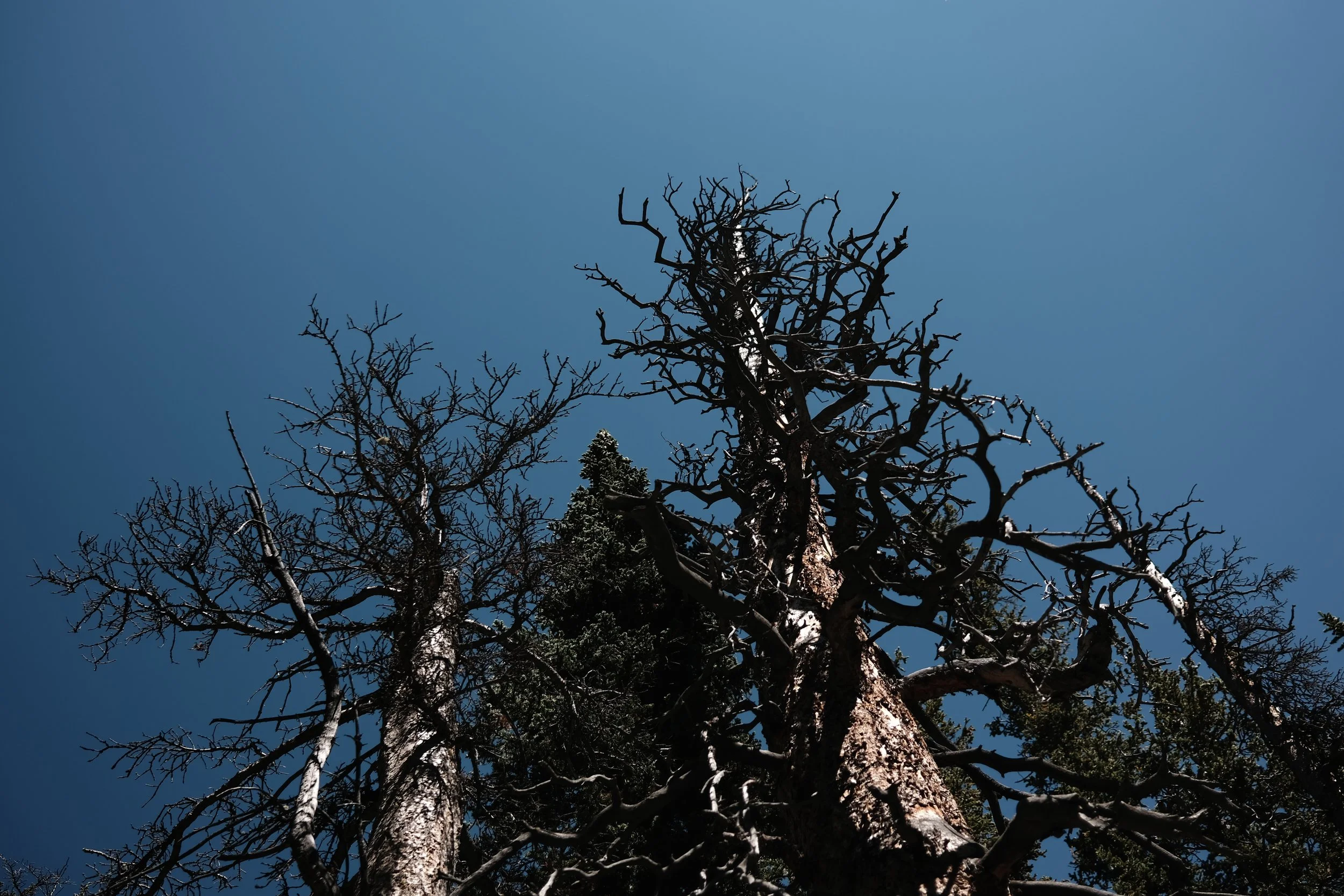 Indian Peaks Wilderness, Colorado 📷 August 2021