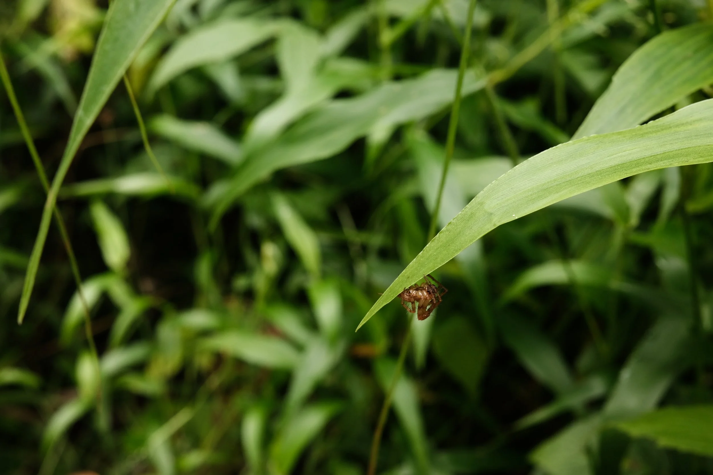 Vermont 📷 July 2021