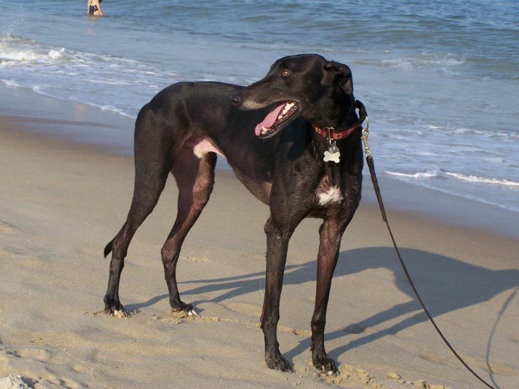 Dewey 2007 19.jpg