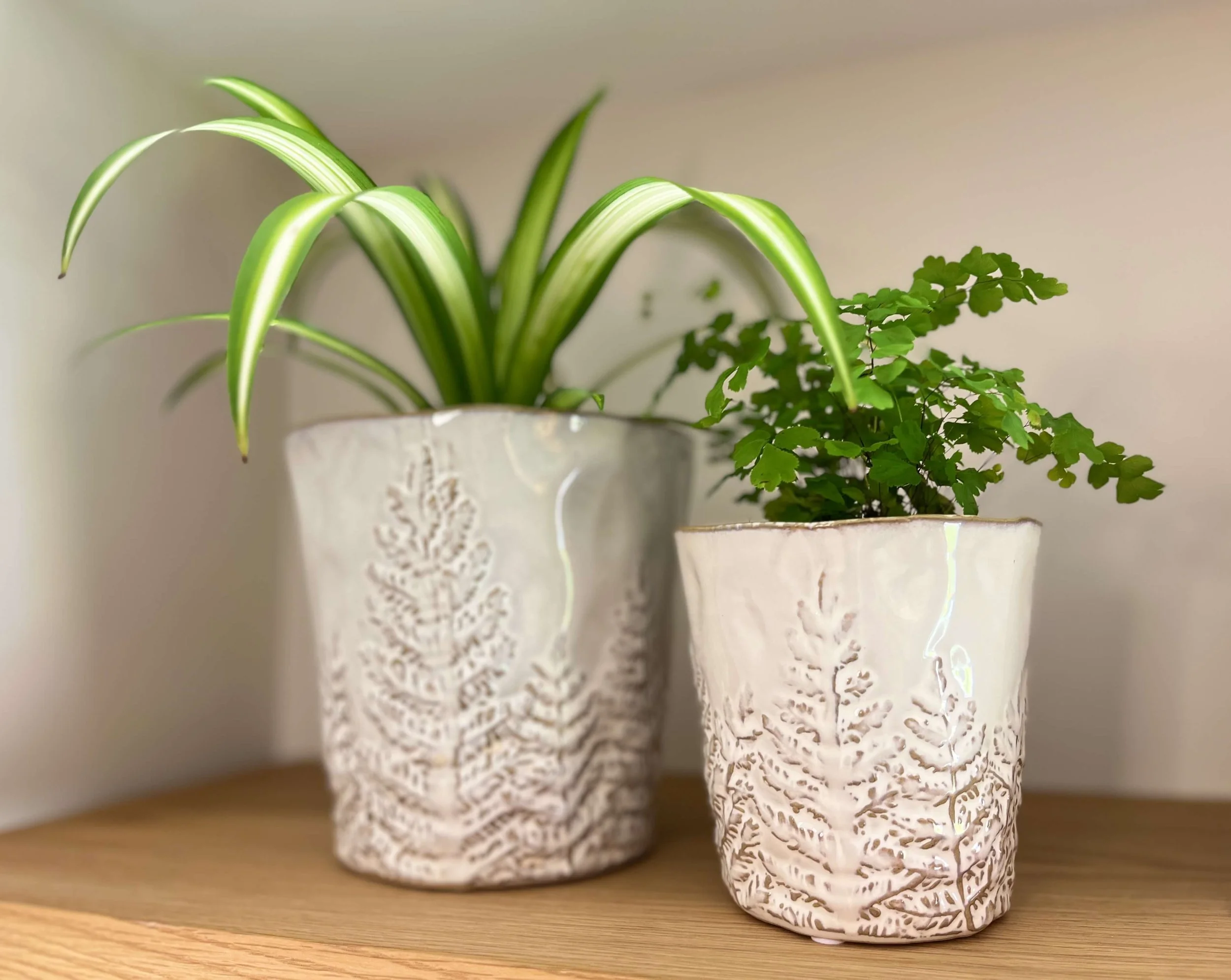 Two green plants in white embossed pots — a calming image reflecting the nurturing and restorative nature of counselling for emotional wellbeing