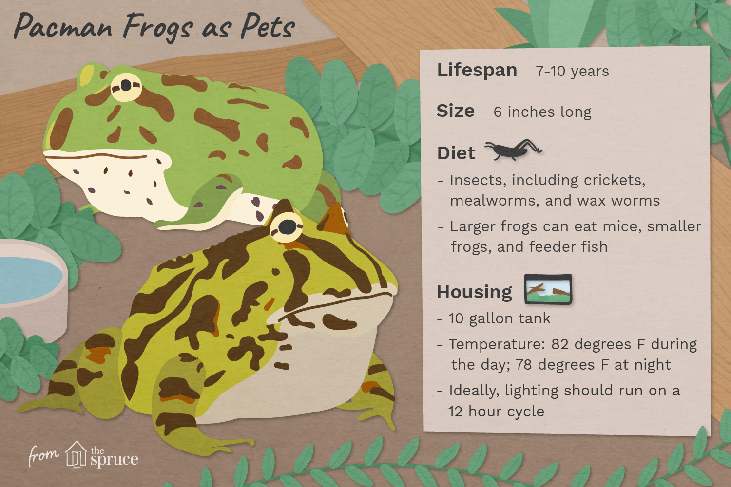 pacman-frogs-as-pets-1236716_final-01.png