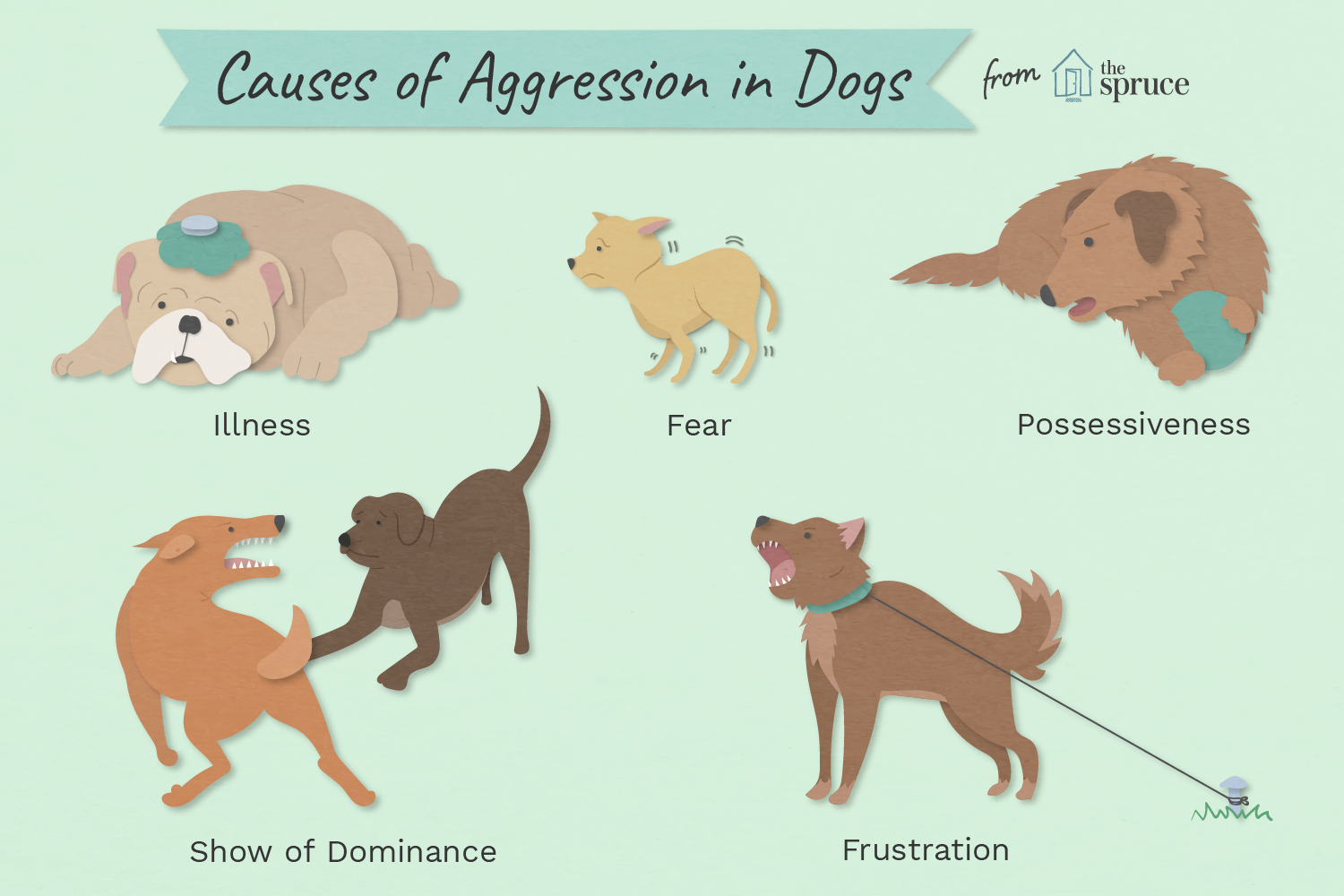 top-causes-of-aggression-in-dogs-1117877_final-01.png