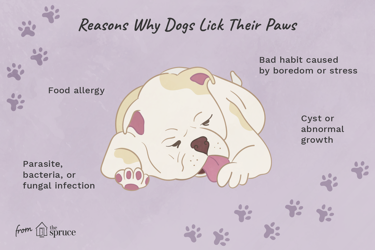 why-is-my-dog-licking-his-paws-3384908_final-01.png