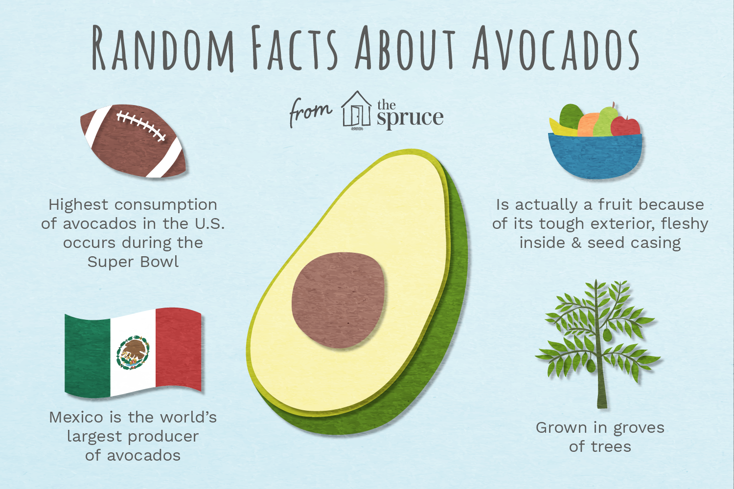 avocado-varieties-and-facts-1807836_final-01.png