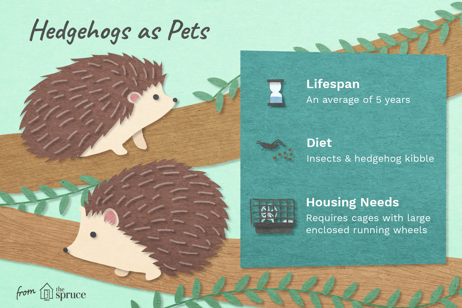pet-hedgehogs-1239052_final-01.png