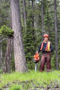 Falling of the first Community Forest tree on June 8, 2005