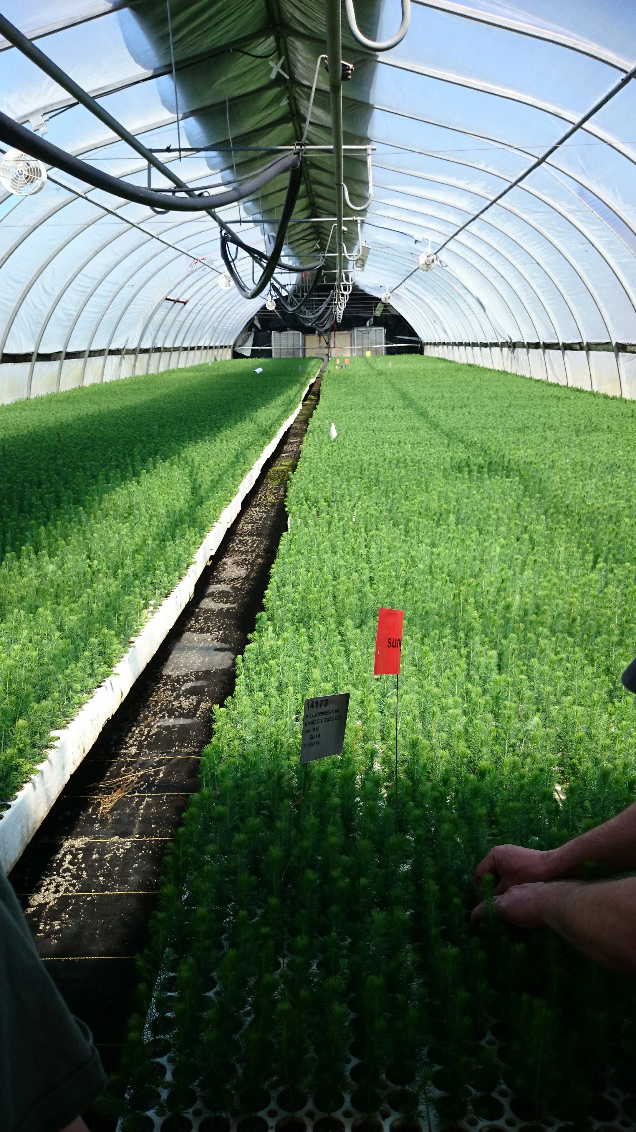 Nursury 100,000 seedlings.JPG