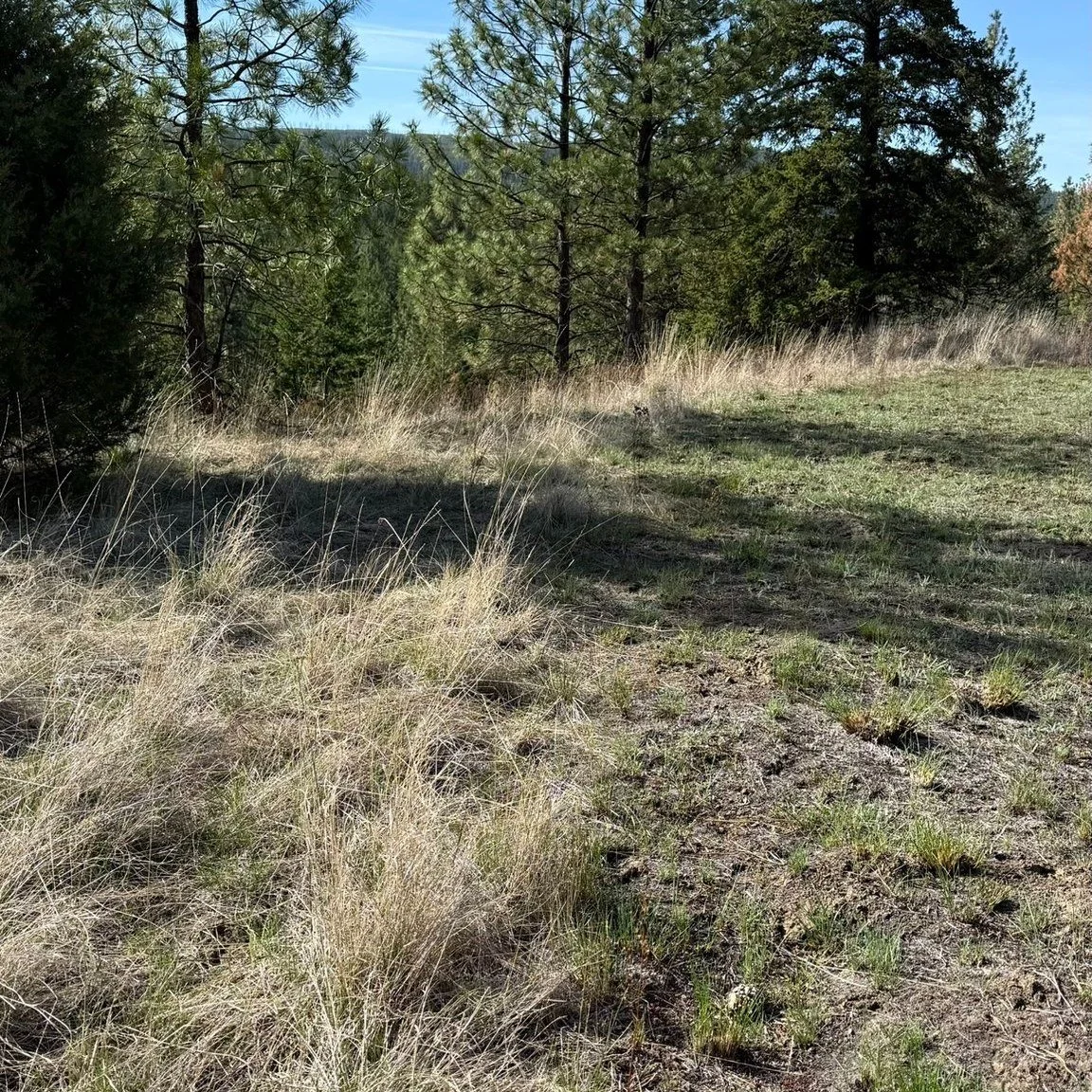 Checking in on the Medicine Creek grasslands that were burned October 2025. Photographed here is the edge of the black-line boundary where we burned from. Look at the difference of burned and unburned areas! 🔥