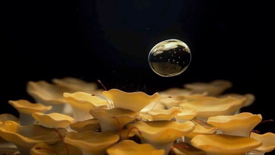 ILOHAS - Nature by Design