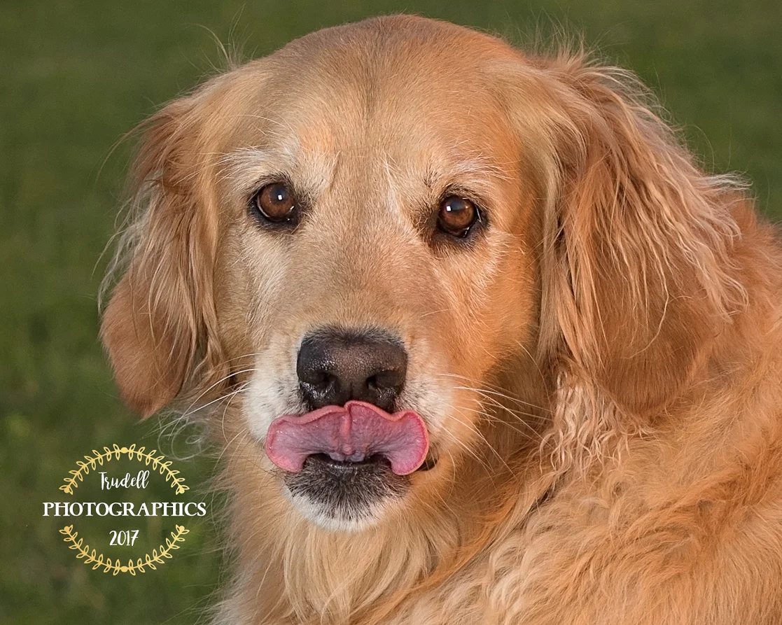 Maddie The Puppy-3.jpg