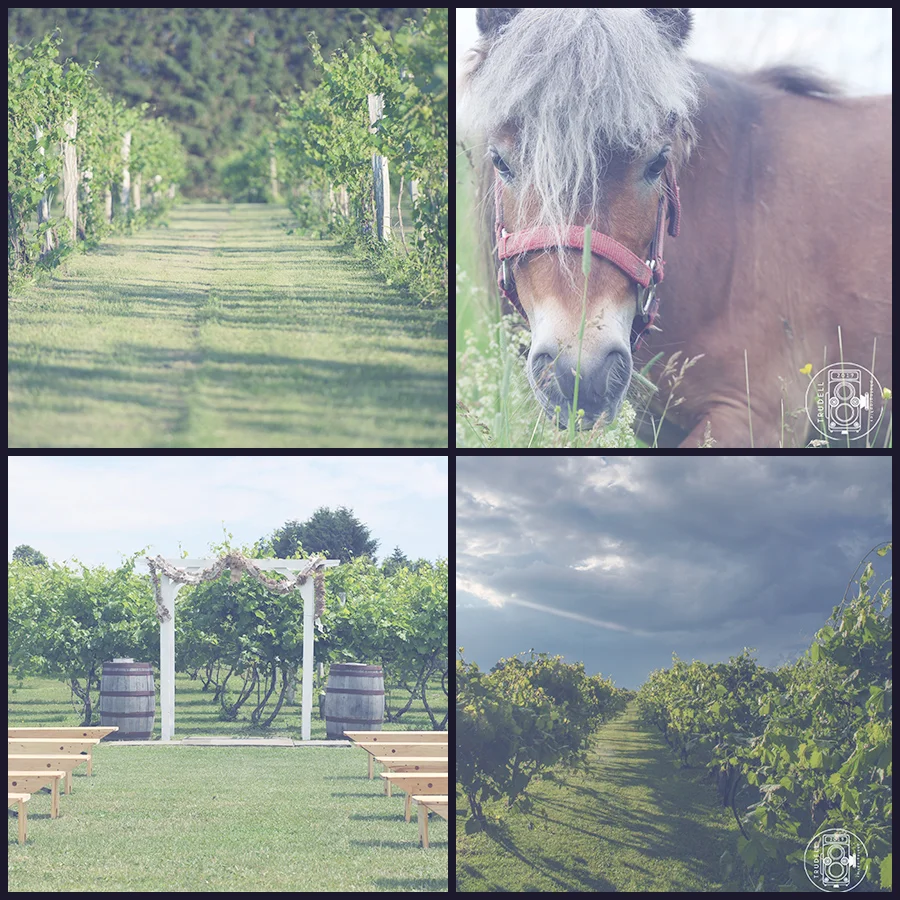 Bella Brooke Winery was the gorgeous setting for the wedding of Andy & Sierra. The grounds are well maintained and hidden away in the far corner are ponies! PONIES!!!