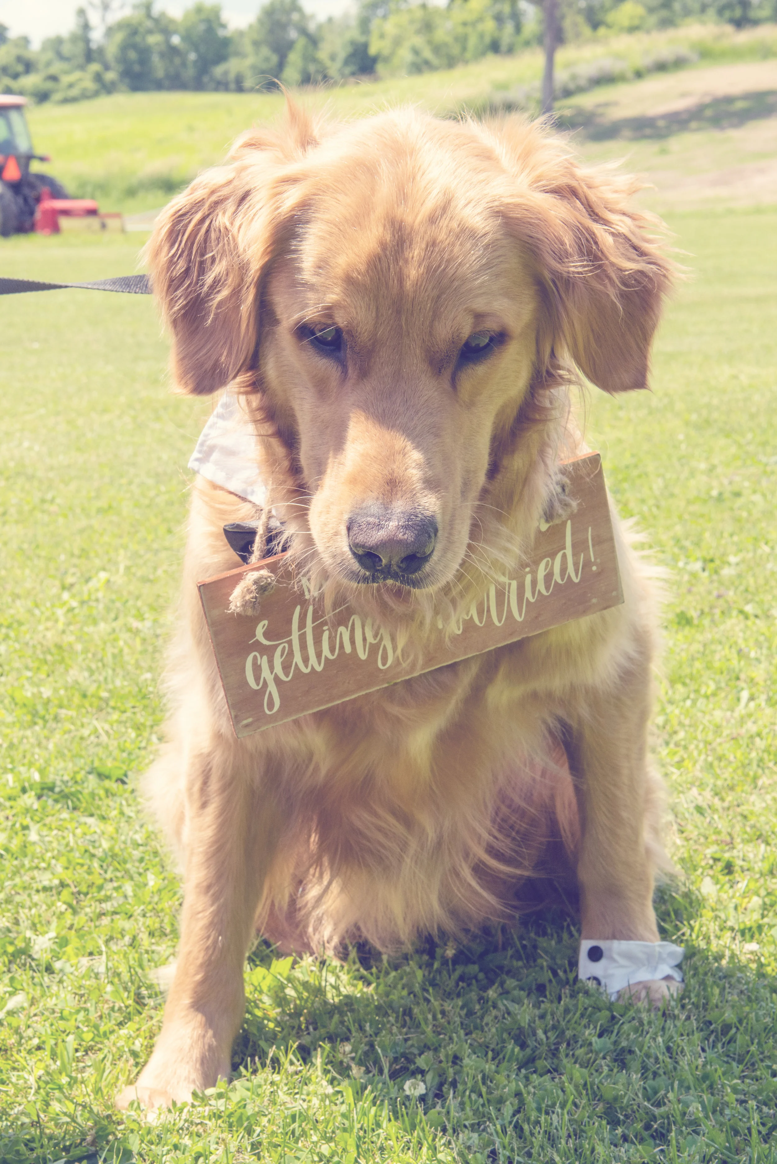 Bailey looking at shadows <3