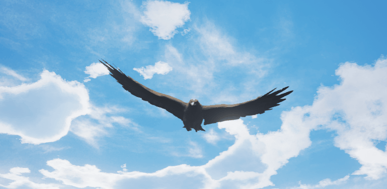 Animation_eagle.gif