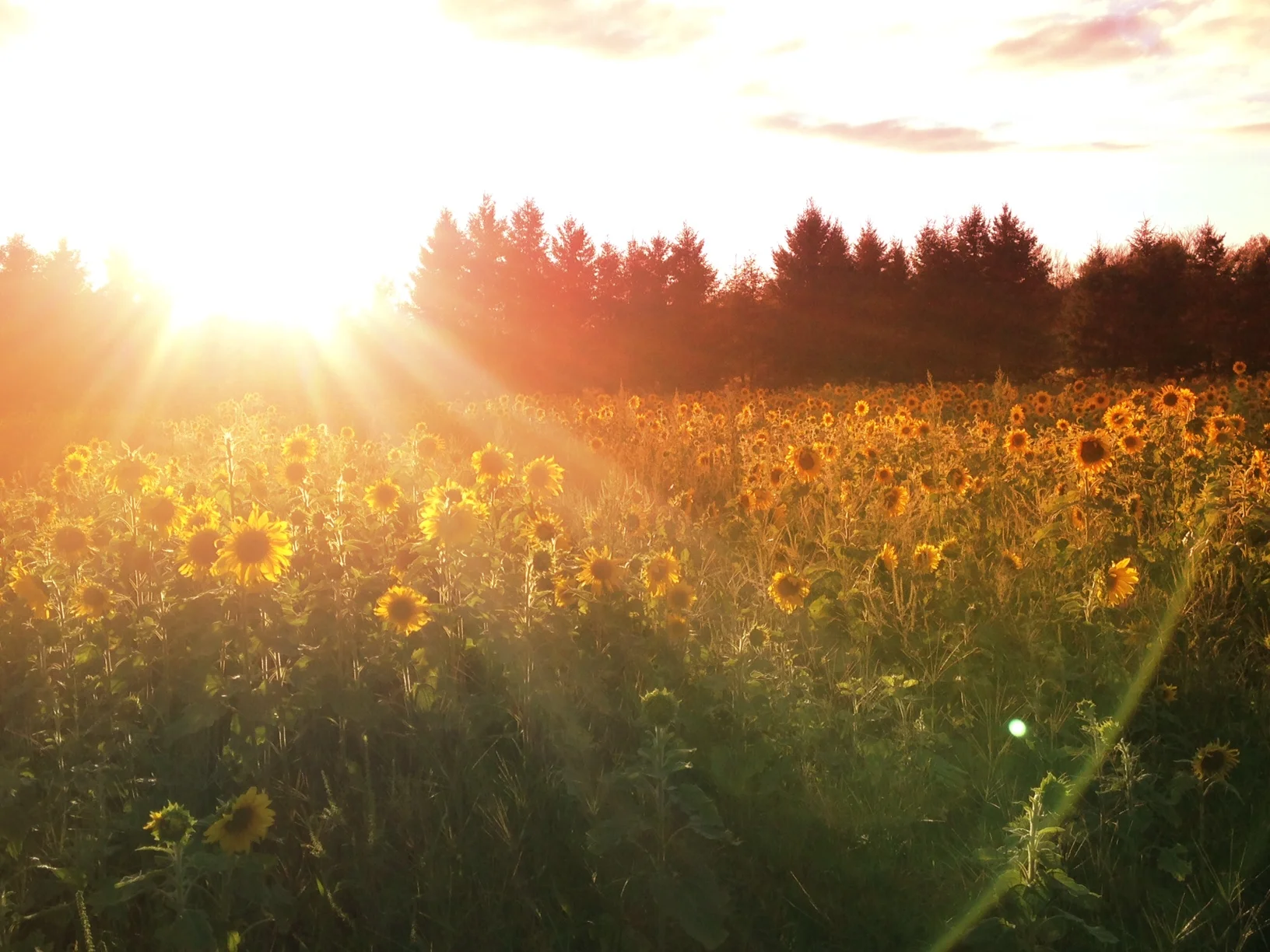 sunflower field.JPG
