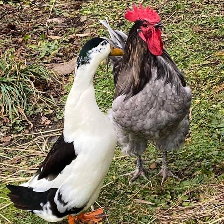 Horace the blind rooster, and his best friend Ranger the endangered magpie duck