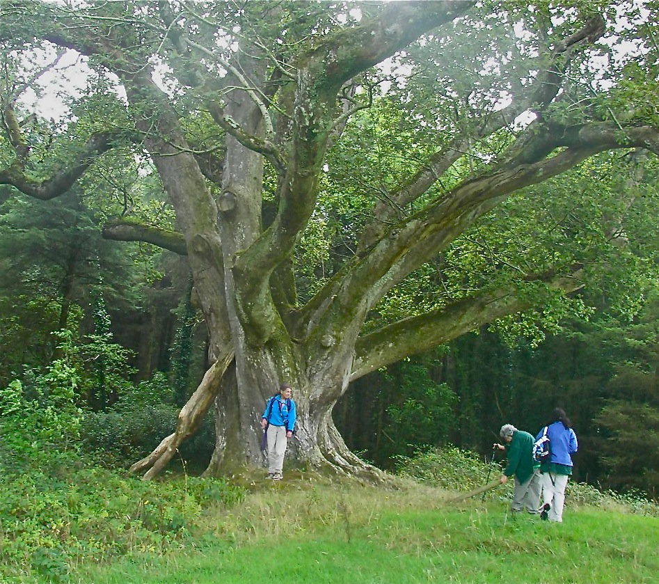 Brian Boru's tree cropped.JPG